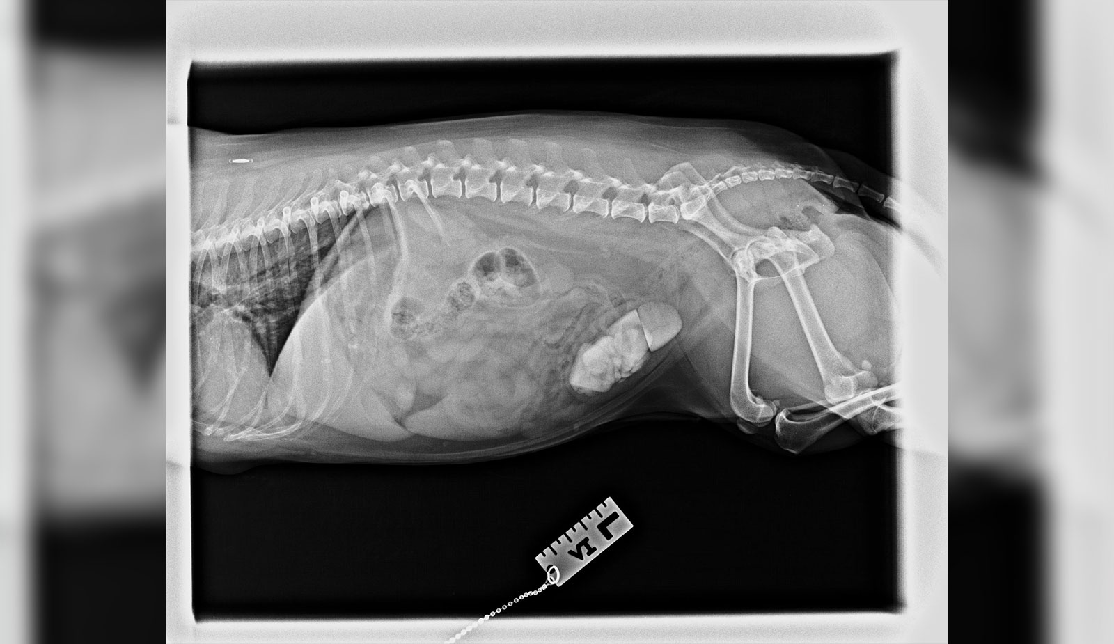 Cystotomy case as Gatton!